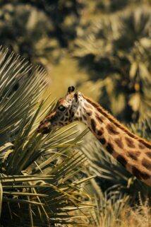 A Giraffe Peacefully Grazing In The Wild With Lush Greenery – Free 4K HD Download