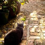 Serenity Found: Gray Cat on Brick Path