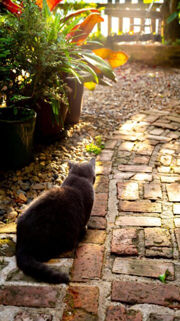 Serenity Found: Gray Cat on Brick Path