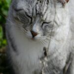gray-tabby-cat-with-eyes-closed-outdoors