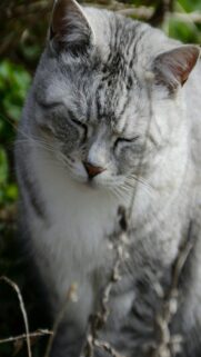 gray-tabby-cat-with-eyes-closed-outdoors