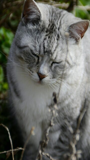 gray-tabby-cat-with-eyes-closed-outdoors