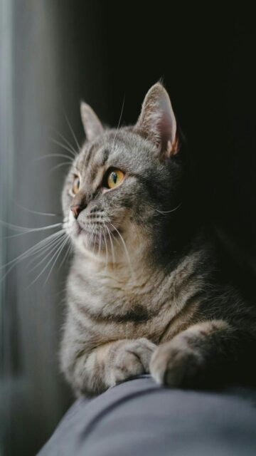 Grey Tabby Cat Peeking Out Window