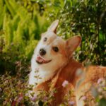 cozy-corgi-autumn-walk