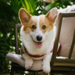 Summer Vibes with Happy Corgi