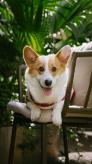 Summer Vibes with Happy Corgi