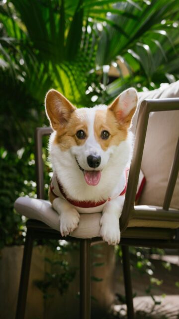 Summer Vibes with Happy Corgi
