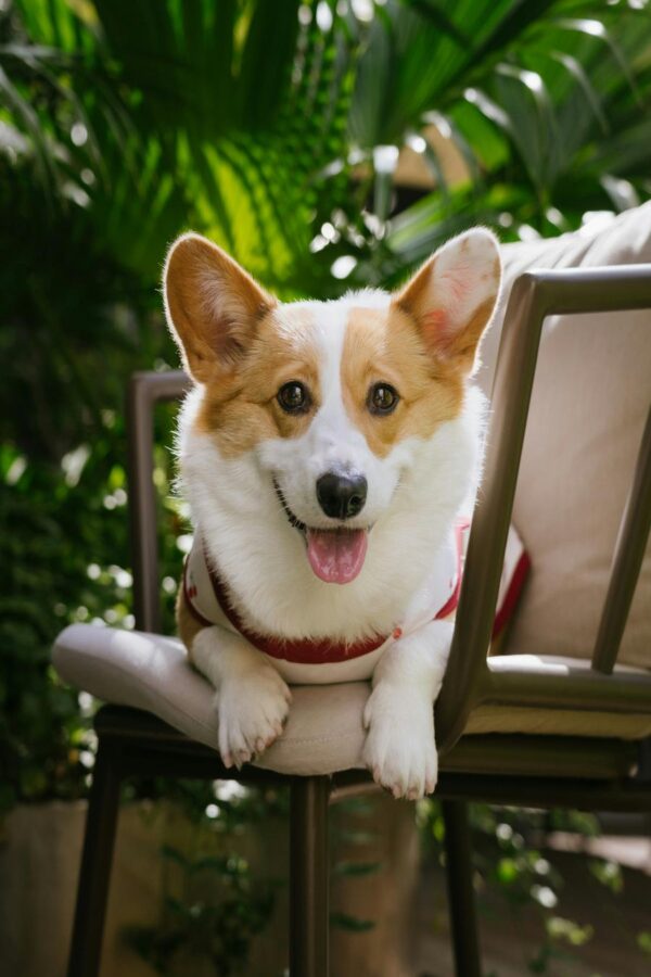 Summer Vibes with Happy Corgi