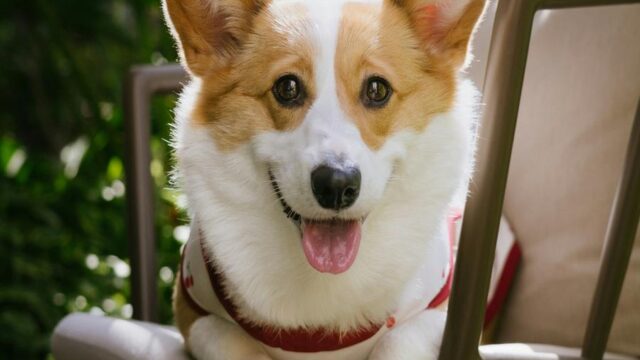 Summer Vibes with Happy Corgi
