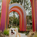 Colorful Rainbows and Happy Corgis