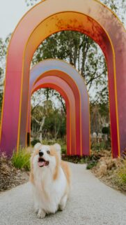 Colorful Rainbows and Happy Corgis