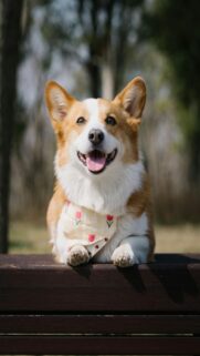 corgi-wearing-bandana-mobile-wallpaper