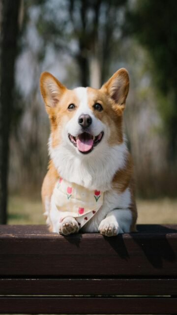 corgi-wearing-bandana-mobile-wallpaper