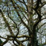 Nature's Architect: A Grand Old Tree