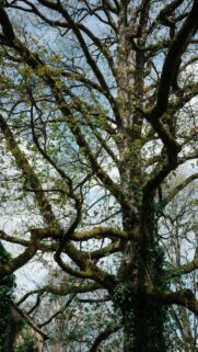 Nature’s Architect: A Grand Old Tree