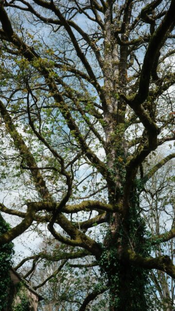 Nature's Architect: A Grand Old Tree