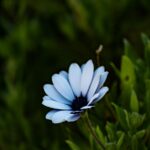 Light Blue Daisy Background Wallpaper