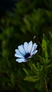 Light Blue Daisy Background Wallpaper