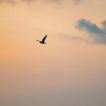 Lone Bird in Sunset