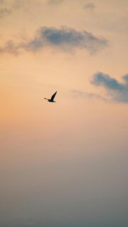 Lone Bird in Sunset