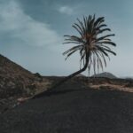 Lone Palm Tree Amidst Volcanic Landscape Wallpaper