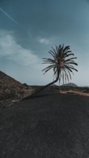 Lone Palm Tree Amidst Volcanic Landscape Wallpaper