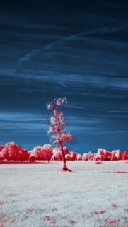 Lone Tree Under Dark Sky