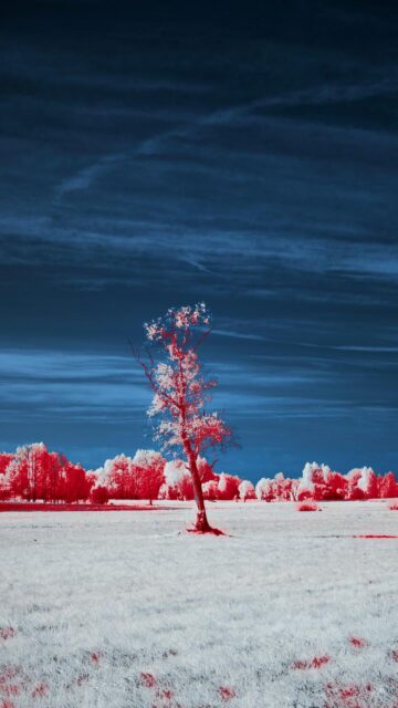 Lone Tree Under Dark Sky