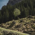 Lone Tree on a Grassy Hillside