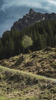 Lone Tree on a Grassy Hillside