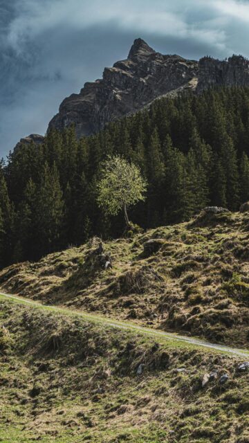 Lone Tree on a Grassy Hillside