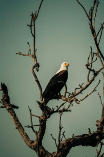 A Majestic African Fish Eagle Perched On A Leafless Tree Against A Clear Blue Sky – Free 4K HD Download