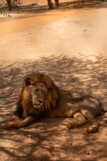 A Male Lion Rests In The Shade Of Trees – Free 4K HD Download