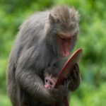 Monkeying Around: Baby Monkey with Red Object
