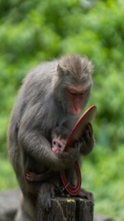Monkeying Around: Baby Monkey with Red Object