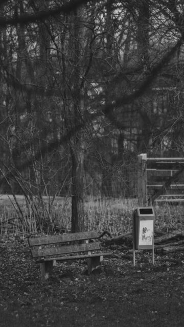 Park Bench by Trees Wallpaper