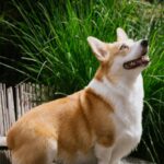 pembroke-welsh-corgi-on-rock-outdoors-mobile-wallpaper
