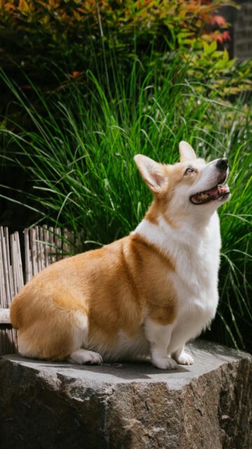 pembroke-welsh-corgi-on-rock-outdoors-mobile-wallpaper