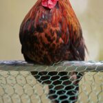 Plump Rooster Reflection Mobile Wallpaper