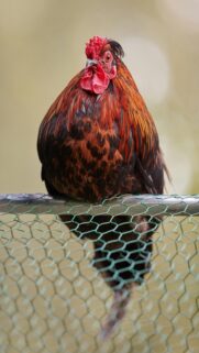 Plump Rooster Reflection Mobile Wallpaper