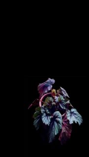 Dark Leafy Beauty Mobile Wallpaper