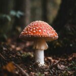 Red Mushroom Forest Wallpaper