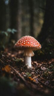 Red Mushroom Forest Wallpaper