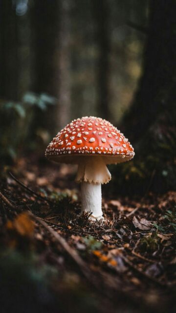 Red Mushroom Forest Wallpaper