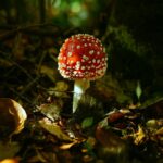 Red Mushroom In A Forest - Nature Wallpaper