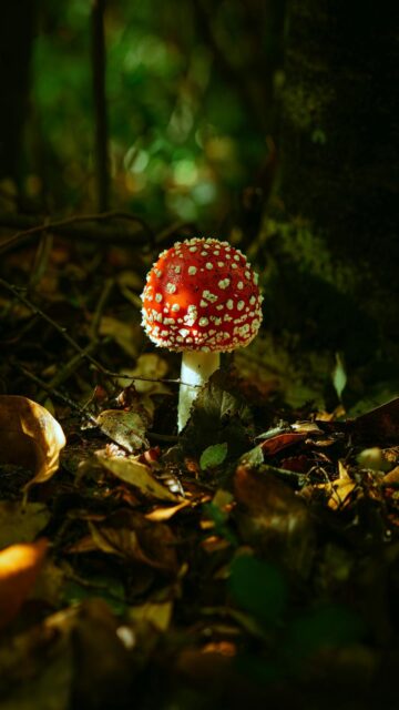 Red Mushroom In A Forest - Nature Wallpaper