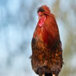 Mobile Wallpaper: Rooster with Fluffy Feathers
