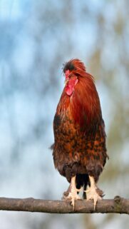 Mobile Wallpaper: Rooster with Fluffy Feathers