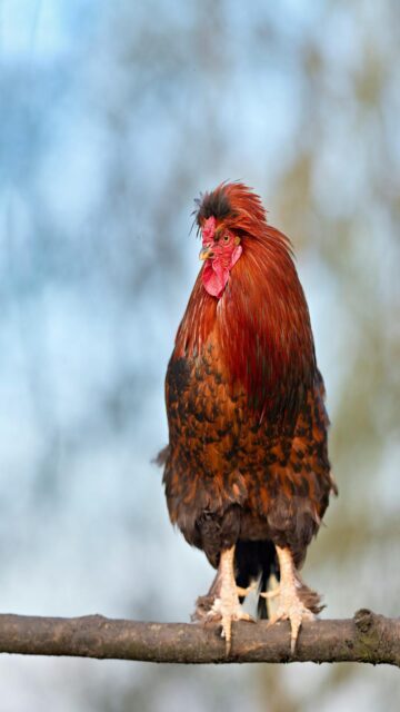 Mobile Wallpaper: Rooster with Fluffy Feathers