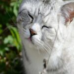 Silver Tabby Cat Outdoors
